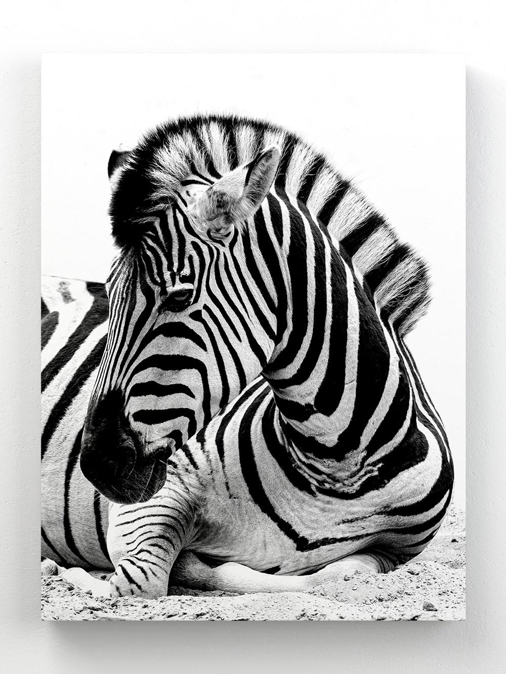 Zebra 2