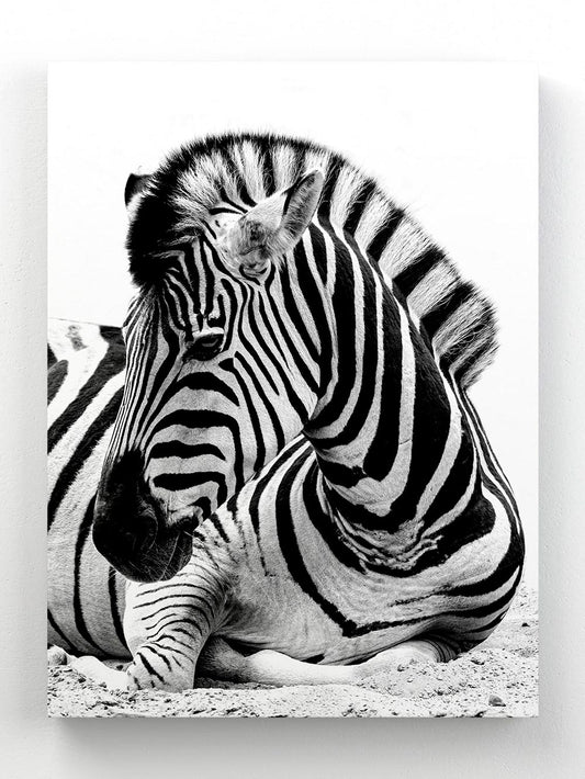 Zebra 2